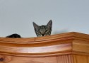 Kitten (1)